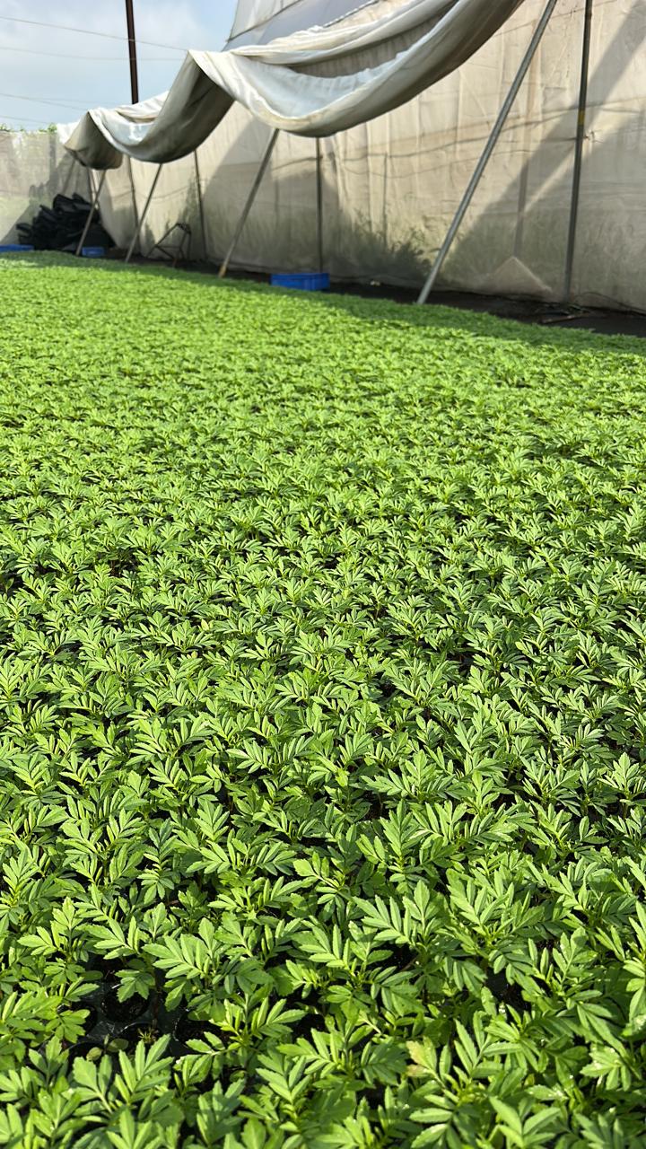 Marigold Plants
